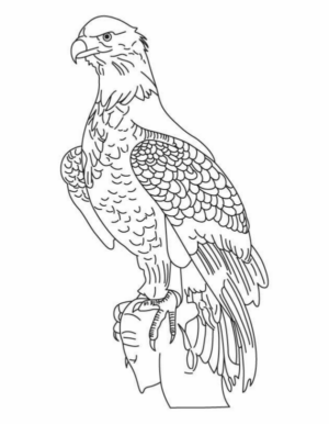 Disegno di aquila da stampare e colorare 29