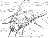 Disegni di Mosca Domestica da colorare