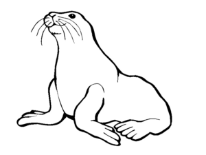 Disegno di foca da stampare e colorare 23