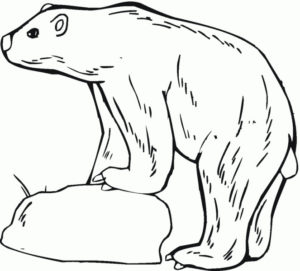 Disegno di orso polare da stampare e colorare 21