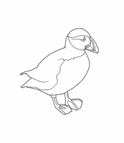 Disegno di tucano da stampare e colorare 27