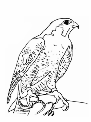 Disegno di aquila da stampare e colorare 23