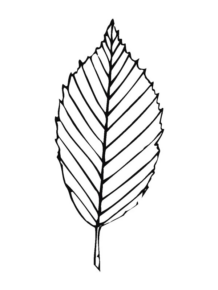 Disegno di foglia da stampare e colorare 143