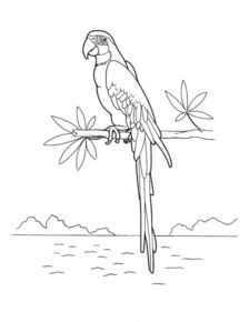 Disegno di pappagallo da stampare e colorare 53
