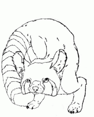 Disegno di procione da stampare e colorare 5