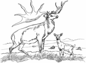 Disegno di cervo da stampare e colorare 53