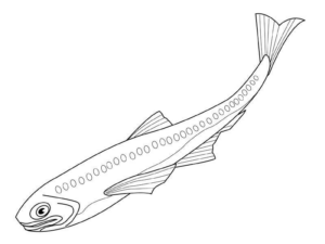Disegno di pesce da stampare e colorare 317