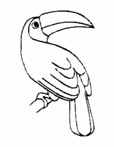 Disegno di tucano da stampare e colorare 6