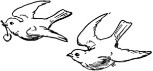 Disegno di uccello da stampare e colorare 36