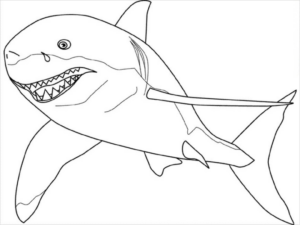 Disegno di squalo da stampare e colorare 62