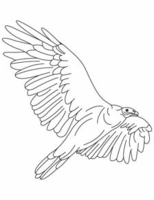 Disegno di uccello da stampare e colorare 52