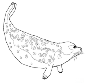 Disegno di foca da stampare e colorare 3