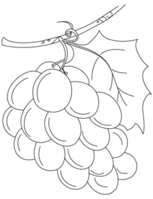 Disegno di uva da stampare e colorare 27