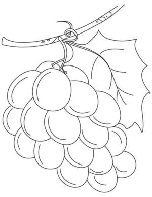 Disegno di uva da stampare e colorare 27