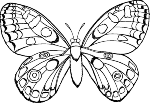 Disegno di farfalla da stampare e colorare 131