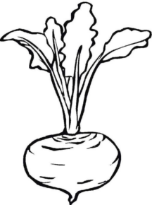 Disegno di rapa da stampare e colorare 2