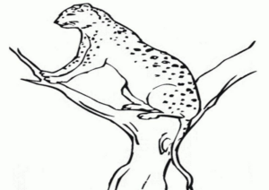 Disegno di leopardo da stampare e colorare 66