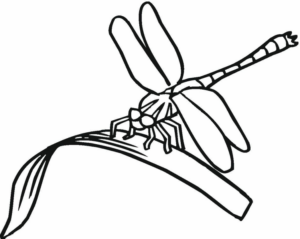 Disegno di libellula da stampare e colorare 46