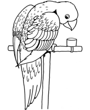 Disegno di pappagallo da stampare e colorare 121