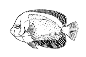 Disegno di pesce da stampare e colorare 153