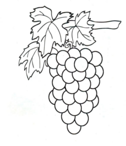 Disegno di uva da stampare e colorare 23