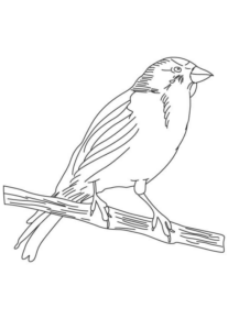 Disegno di passero da stampare e colorare 31