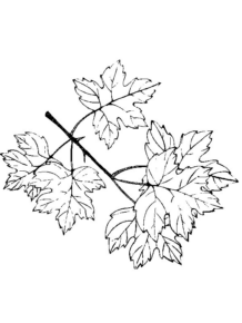 Disegno di foglia da stampare e colorare 137