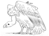 Disegni di Avvoltoi da colorare