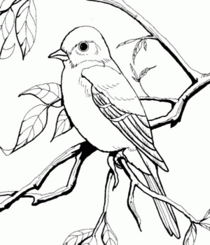 Disegno di passero da stampare e colorare 20