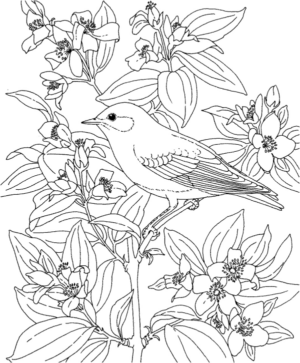 Disegno di passero da stampare e colorare 63