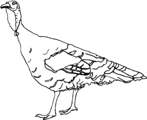 Disegno di tacchino da stampare e colorare 97