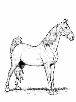 Disegno di cavallo da stampare e colorare 225