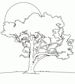 Disegno di albero da stampare e colorare 67