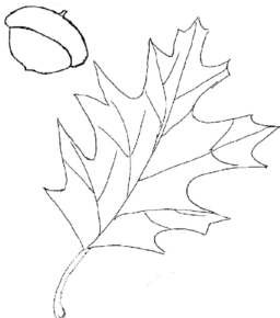 Disegno di ghianda da stampare e colorare 3