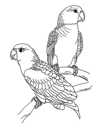 Disegno di pappagallo da stampare e colorare 62