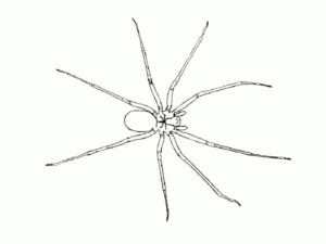 Disegno di ragno da stampare e colorare 63