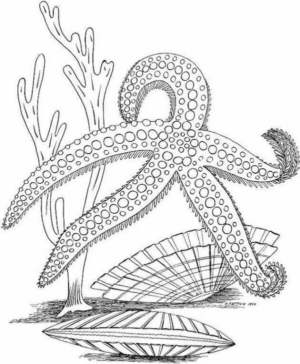 Disegno di stella marina da stampare e colorare 13