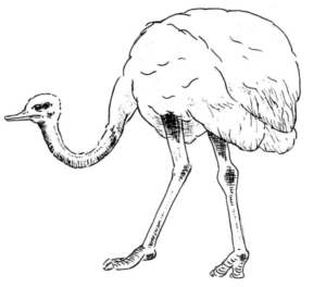Disegno di struzzo da stampare e colorare 5