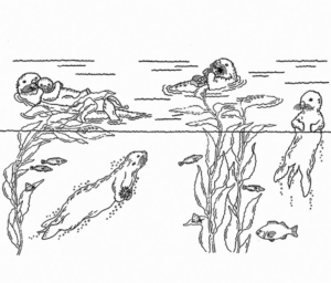 Disegno di lontra da stampare e colorare 21