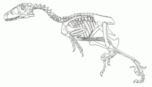 Disegno di Velociraptor da stampare e colorare 22