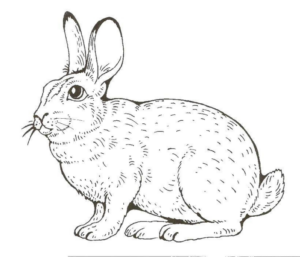 Disegno di coniglio da stampare e colorare 167
