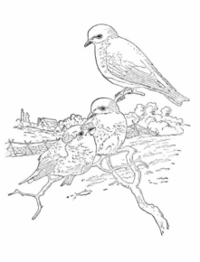 Disegno di uccello da stampare e colorare 71