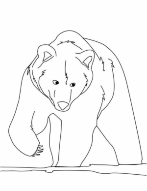 Disegno di orso polare da stampare e colorare 35