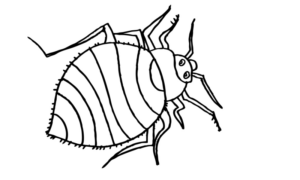 Disegno di coleottero da stampare e colorare 21