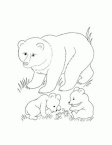 Disegno di orso polare da stampare e colorare 22