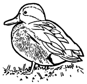 Disegno di passero da stampare e colorare 96
