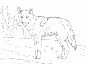 Disegno di lupo da stampare e colorare 68
