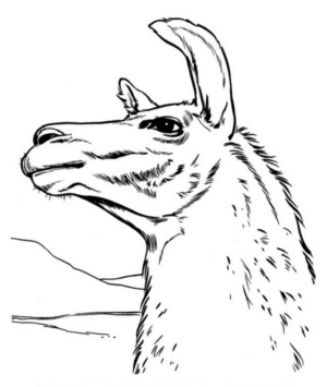 Disegno di lama da stampare e colorare 8