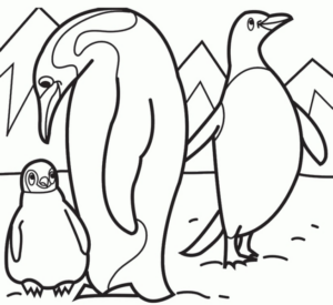 Disegno di pinguino da stampare e colorare 13