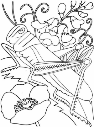 Disegno di grillo da stampare e colorare 15